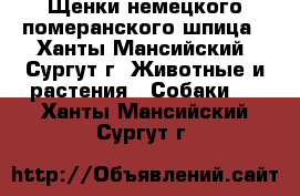 Щенки немецкого померанского шпица - Ханты-Мансийский, Сургут г. Животные и растения » Собаки   . Ханты-Мансийский,Сургут г.